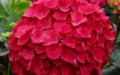 Cardinal Red Hydrangea - 3 Gallon Pot 8 Cardinal Red Hydrangea - 3 Gallon Pot -Chaste Tree World Hydrangea Cardinal 2