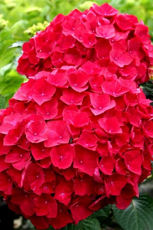 Cardinal Red Hydrangea - 3 Gallon Pot 1 Cardinal Red Hydrangea - 3 Gallon Pot