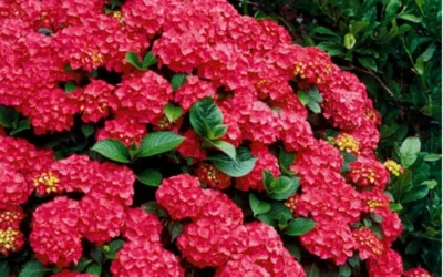 Cardinal Red Hydrangea - 3 Gallon Pot 9 Cardinal Red Hydrangea - 3 Gallon Pot -Chaste Tree World Hydrangea Cardinal Shrub In Bloom 2