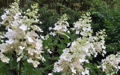 Kyushu Hydrangea - 3 Gallon Pot 15 Kyushu Hydrangea - 3 Gallon Pot -Chaste Tree World Hydrangea Chantilly Lace 1