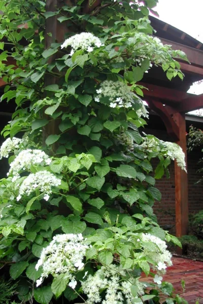 Climbing Hydrangea 'Petiolaris' - 5 Gallon Pot (3-4') -Chaste Tree World Hydrangea Climbing Petiolaris 10 1
