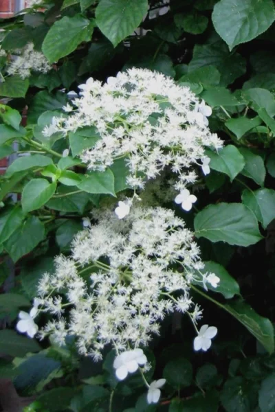 Climbing Hydrangea 'Petiolaris' - 5 Gallon Pot (3-4') -Chaste Tree World Hydrangea Climbing Petiolaris 11 1