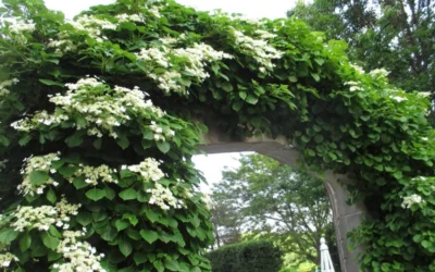 Climbing Hydrangea 'Petiolaris' - 2 Gallon Pot -Chaste Tree World Hydrangea Climbing Petiolaris 13