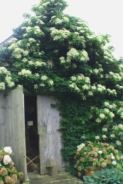 Climbing Hydrangea 'Petiolaris' - 5 Gallon Pot (3-4') -Chaste Tree World Hydrangea Climbing Petiolaris 15 1
