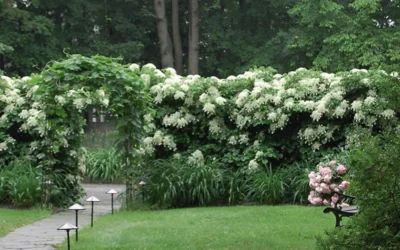 Climbing Hydrangea 'Petiolaris' - 5 Gallon Pot (3-4') -Chaste Tree World Hydrangea Climbing Petiolaris 16 1