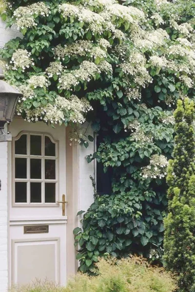 Climbing Hydrangea 'Petiolaris' - 5 Gallon Pot (3-4')