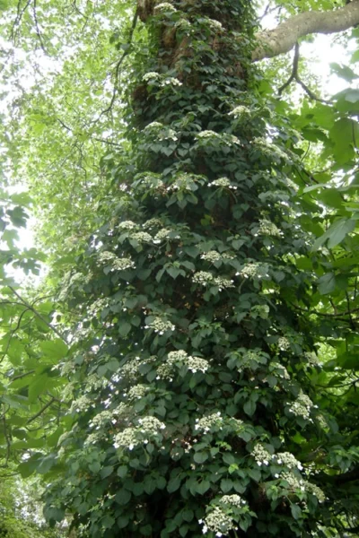 Climbing Hydrangea 'Petiolaris' - 2 Gallon Pot -Chaste Tree World Hydrangea Climbing Petiolaris 8