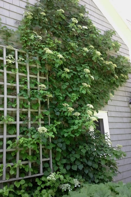 Climbing Hydrangea 'Petiolaris' - 1 Gallon Pot 11 Climbing Hydrangea 'Petiolaris' - 1 Gallon Pot - Image 11