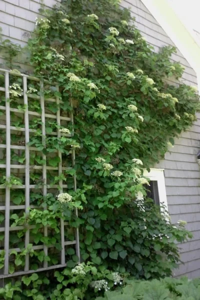 Climbing Hydrangea 'Petiolaris' - 2 Gallon Pot -Chaste Tree World Hydrangea Climbing Petiolaris 9 3