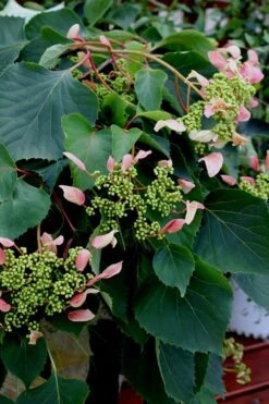 Rose Sensation Pink Climbing Hydrangea Vine - 3 Gallon Pot -Chaste Tree World Hydrangea Climbing Rose Sensation 2 1