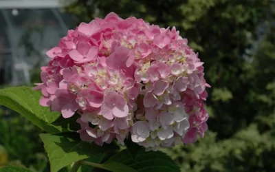 Dear Dolores Hydrangea - 1 Gallon Pot 12 Dear Dolores Hydrangea - 1 Gallon Pot -Chaste Tree World Hydrangea Dear Dolores Pink 2