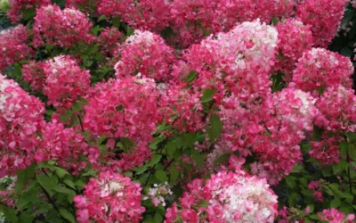 Diamond Rouge Hydrangea - 3 Gallon Pot -Chaste Tree World Hydrangea Diamond Rouge 7
