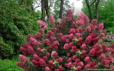 Diamond Rouge Hydrangea - 3 Gallon Pot -Chaste Tree World Hydrangea Diamond Rouge5