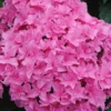 Double Delights Perfection Hydrangea - 2 Gallon Pot