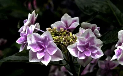 Double Delights Stargazer Hydrangea - 3 Gallon Pot -Chaste Tree World Hydrangea Double Delights Stargazer 5