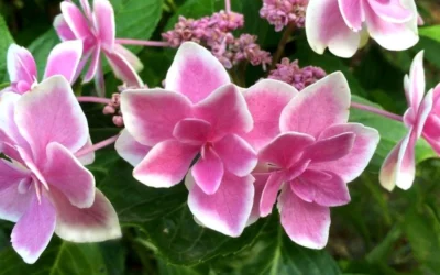 Double Delights Stargazer Hydrangea - 3 Gallon Pot -Chaste Tree World Hydrangea Double Delights Stargazer 7
