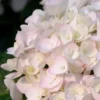 Blushing Bride Endless Summer Hydrangea - 2 Gallon Pot