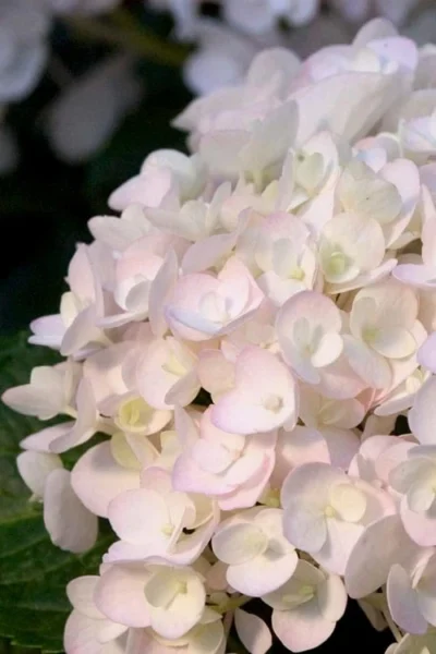 Blushing Bride Endless Summer Hydrangea - 2 Gallon Pot