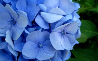Endless Summer Hydrangea Original - 3 Gallon Pot 12 Endless Summer Hydrangea Original - 3 Gallon Pot -Chaste Tree World Hydrangea Endless Summer Closeup 2