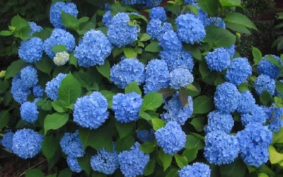Endless Summer Hydrangea Original - 2 Gallon Pot -Chaste Tree World Hydrangea Endless Summer Closeup 3 2