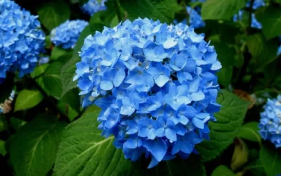 Endless Summer Hydrangea Original - 7 Gallon Pot -Chaste Tree World Hydrangea Endless Summer Closeup 5