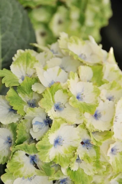 Everlasting Noblesse Hydrangea - 3 Gallon Pot -Chaste Tree World Hydrangea Everlasting Noblesse 3
