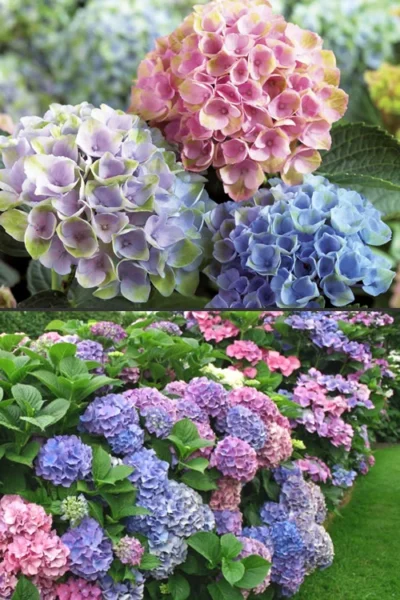 Everlasting Revolution Hydrangea - 3 Gallon Pot -Chaste Tree World Hydrangea Everlasting Revolution 2