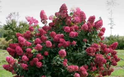 Fire Light Hydrangea - 3 Gallon Pot 8 Fire Light Hydrangea - 3 Gallon Pot -Chaste Tree World Hydrangea Fire Light 1