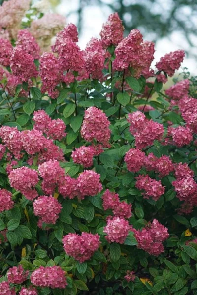 Fire Light Hydrangea - 3 Gallon Pot 9 Fire Light Hydrangea - 3 Gallon Pot -Chaste Tree World Hydrangea Fire Light 2
