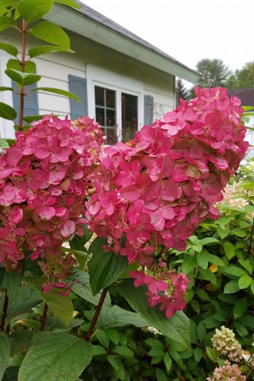Fire Light Hydrangea - 3 Gallon Pot 1 Fire Light Hydrangea - 3 Gallon Pot
