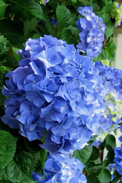Glory Blue Hydrangea - 3 Gallon Pot 1 Glory Blue Hydrangea - 3 Gallon Pot