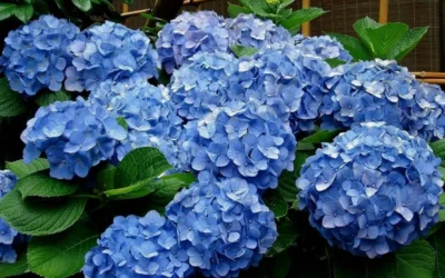 Glory Blue Hydrangea - 3 Gallon Pot 7 Glory Blue Hydrangea - 3 Gallon Pot -Chaste Tree World Hydrangea Glory Blue 11