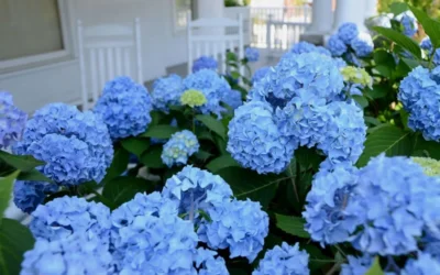 Nikko Blue Hydrangea - 1 Gallon Pot -Chaste Tree World Hydrangea Glory Blue Shrub 2