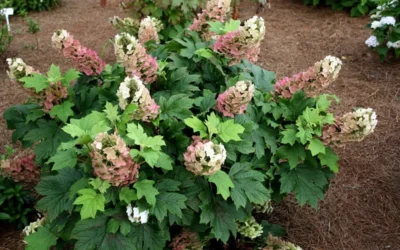 Jetstream Oakleaf Hydrangea - 3 Gallon Pot 8 Jetstream Oakleaf Hydrangea - 3 Gallon Pot -Chaste Tree World Hydrangea Jetstream 5