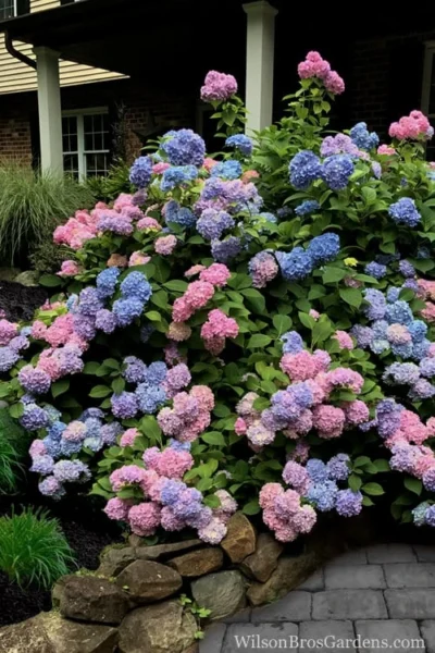 L.A. Dreamin Hydrangea - 3 Gallon Pot 10 L.A. Dreamin Hydrangea - 3 Gallon Pot -Chaste Tree World Hydrangea LA Dreamin 5 1