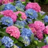 L.A. Dreamin Hydrangea - 1 Gallon Pot