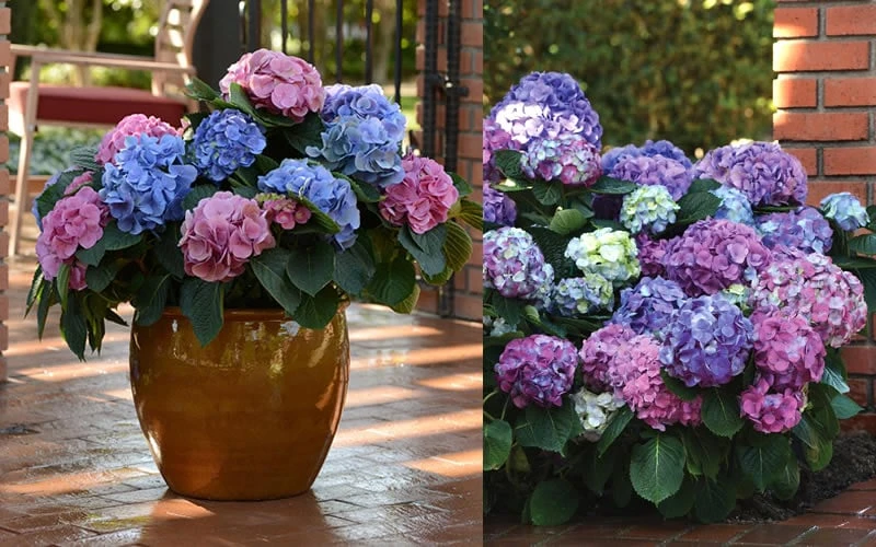 L.A. Dreamin Hydrangea - 3 Gallon Pot 4 L.A. Dreamin Hydrangea - 3 Gallon Pot - Image 4