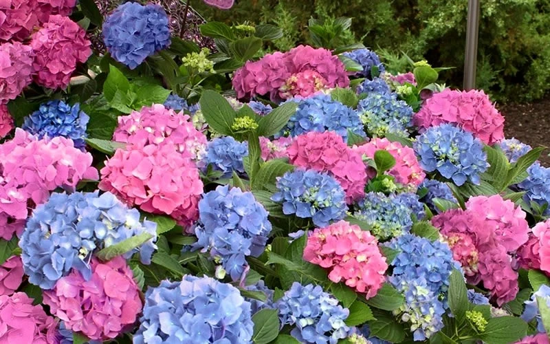 L.A. Dreamin Hydrangea - 1 Gallon Pot 6 L.A. Dreamin Hydrangea - 1 Gallon Pot - Image 6