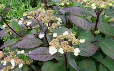 Lady In Red Hydrangea - 3 Gallon Pot 11 Lady In Red Hydrangea - 3 Gallon Pot -Chaste Tree World Hydrangea Lady In Red Budded