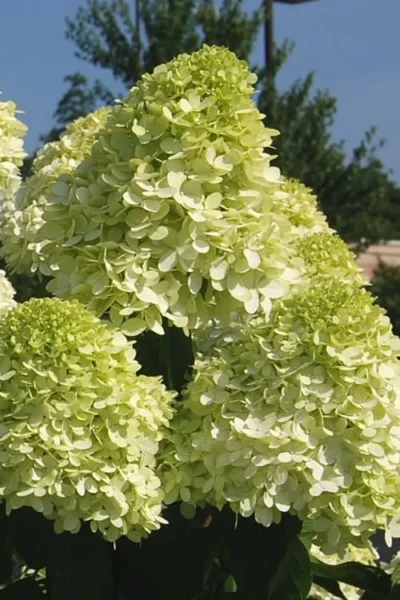 Limelight PeeGee Hydrangea - 3 Gallon Pot 15 Limelight PeeGee Hydrangea - 3 Gallon Pot -Chaste Tree World Hydrangea Limelight 101 1