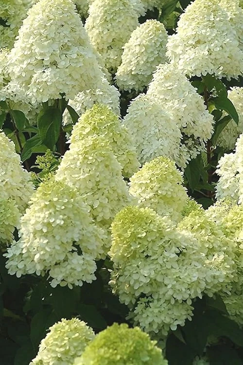 Limelight PeeGee Hydrangea - 2.5 Gallon Pot 7 Limelight PeeGee Hydrangea - 2.5 Gallon Pot - Image 7