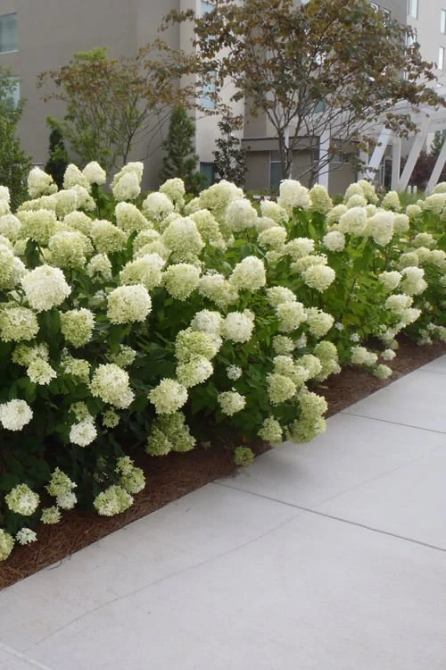 Limelight PeeGee Hydrangea - 1 Gallon Pot 6 Limelight PeeGee Hydrangea - 1 Gallon Pot - Image 6