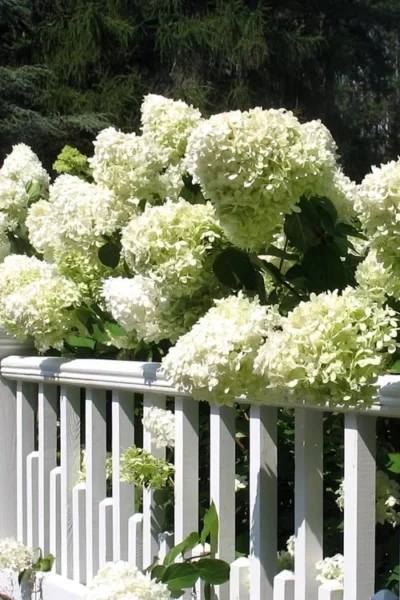 Limelight PeeGee Hydrangea - 1 Gallon Pot 12 Limelight PeeGee Hydrangea - 1 Gallon Pot -Chaste Tree World Hydrangea Limelight 21 1
