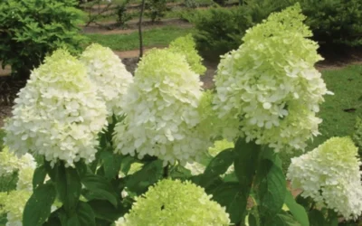 Limelight PeeGee Hydrangea - 1 Gallon Pot 14 Limelight PeeGee Hydrangea - 1 Gallon Pot -Chaste Tree World Hydrangea Limelight Flowers