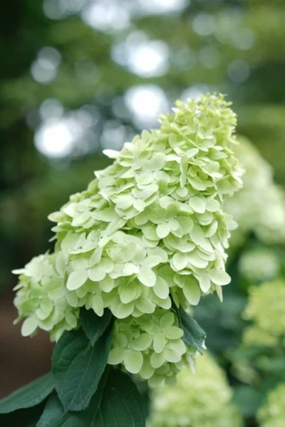 Limelight Prime Hydrangea - 2 Gallon Pot -Chaste Tree World Hydrangea Limelight Prime 1 1