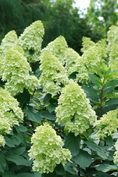 Limelight Prime Hydrangea - 3 Gallon Pot -Chaste Tree World Hydrangea Limelight Prime 4