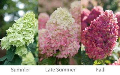 Limelight Prime Hydrangea - 3 Gallon Pot -Chaste Tree World Hydrangea Limelight Prime 6
