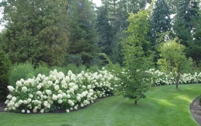 Limelight PeeGee Hydrangea - 1 Gallon Pot 11 Limelight PeeGee Hydrangea - 1 Gallon Pot -Chaste Tree World Hydrangea Limelight hedge natural 1