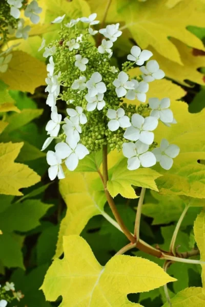 Little Honey Oakleaf Hydrangea - 1 Gallon Pot 9 Little Honey Oakleaf Hydrangea - 1 Gallon Pot -Chaste Tree World Hydrangea Little Honey 3