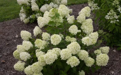 Little Lime Hydrangea - 6 Pack Of 1 Gallon Pots 13 Little Lime Hydrangea - 6 Pack Of 1 Gallon Pots -Chaste Tree World Hydrangea Little Lime 1